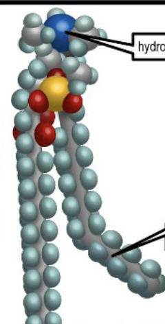 <ul><li><p>Phosphate group</p></li><li><p>non-lipid group</p></li><li><p>glycerol</p></li><li><p>fatty acid</p></li></ul><p></p>