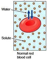 <p>isotonic solutions</p>