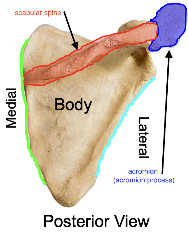 <p>acromion (acromial process) of the scapulae</p>