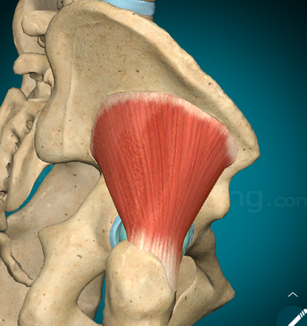 <p>→ triangolare, posto profondamente al muscolo medio gluteo</p><p><u>Origine</u>: dal tratto della glutea dell’ileo compreso tra le linee glutee inferiore ed anteriore e dalla cresta iliaca. I fasci muscolari si dirigono inferiormente convergendo in un robusto tendine che si inserisce al margine anteriore del grande trocantere del femore</p><p><u>Innervazione</u>: dal nervo gluteo superiore</p><p><u>Azione</u>: abduce e ruota internamente l’articolazione dell’anca→ prendendo punto fisso sul femore determina la retroversione della pelvi e la sua inclinazione ipsilaterale→ contraendosi bilateralmente, contribuisce al mantenimento della stazione eretta</p>