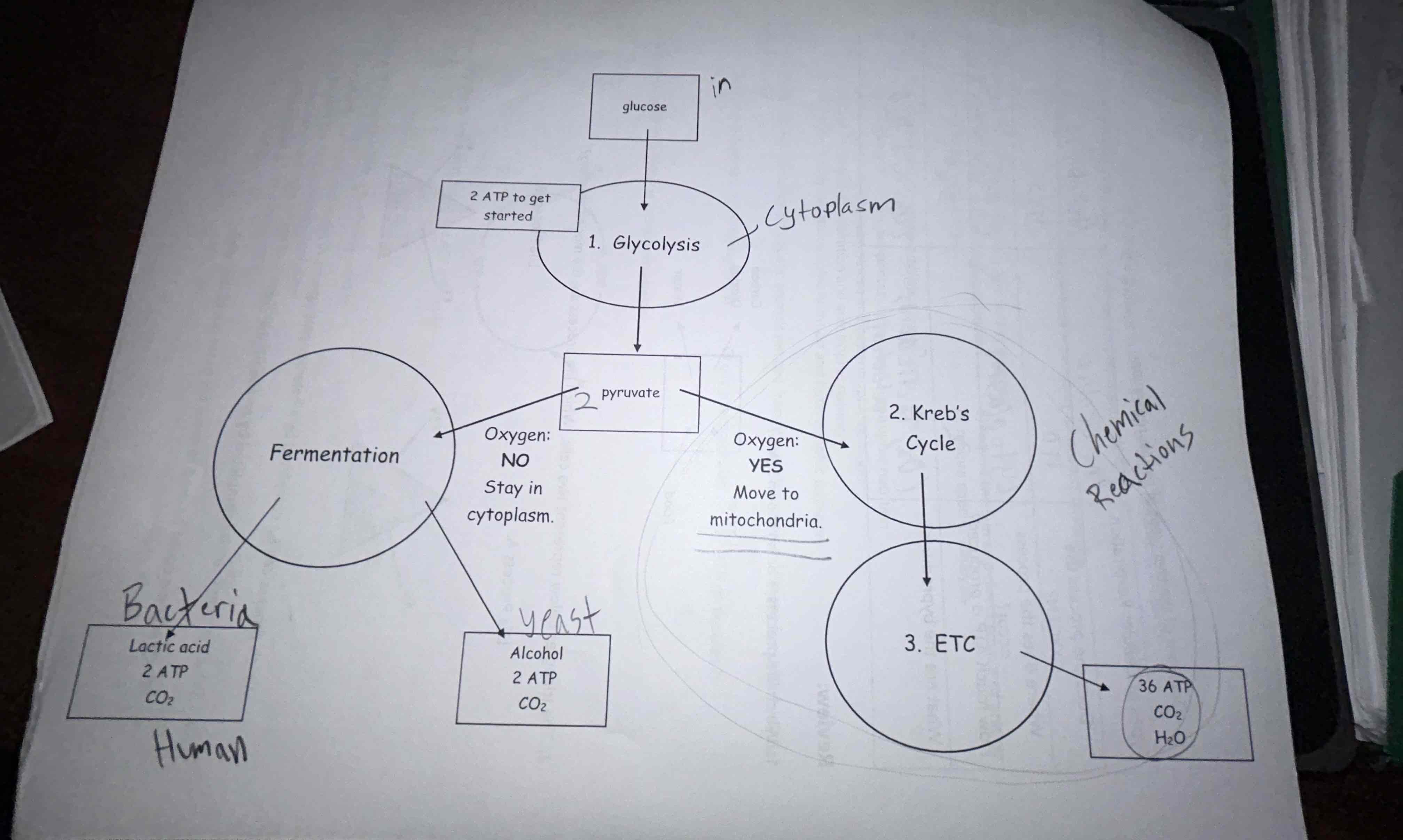 <p>image that shows anerobic and aerobic processes </p>