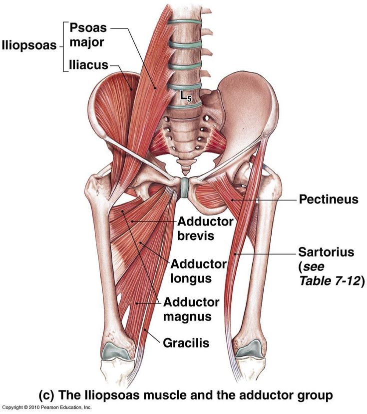 <p>Abductor</p>