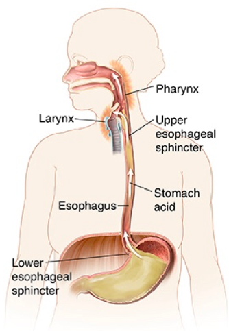 Muscular tube which connects the pharynx to the stomach 

\
Begins in the neck at the level of cervical vertebra 6 and lies posterior to the trachea 

\
