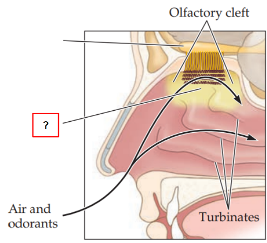 <p>contains supporting cells, basal cells, and olfactory sensory neurons</p>