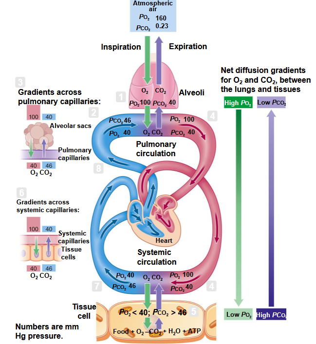 <ul><li><p><strong>The Only important values you need to know:</strong></p><ul><li><p>P<sub>O2</sub> → 100 mmHg</p><ul><li><p>P<sub>O2</sub> in arterial blood</p></li></ul></li><li><p>P<sub>CO2</sub> in alveoli → 40 mmHg</p><ul><li><p>P<sub>CO2</sub> in arterial blood (even though its in pulmonary vein)</p><ul><li><p>Due to no gas exchange (go thru heart, no gas exchange)</p></li><li><p>When get to aorta &amp; all arterioles, at arterial end of capillary:</p><ul><li><p>P<sub>O2</sub> —&gt; 100 mmHg</p></li><li><p>P<sub>CO2</sub> → 40 mmHg</p></li></ul></li></ul></li></ul></li><li><p>When we get to tissues, our tissues are burning Oxygen</p><ul><li><p>So P<sub>O2</sub> is less than (&lt;) 40 mmHg</p></li><li><p>Tissues are producing CO<sub>2</sub></p><ul><li><p>So P<sub>CO2</sub> → greater than (&gt;) 46 mmHg (but equilibrates to 46)</p></li></ul></li><li><p>Need to know these numbers for venous blood because <strong>thats what goes up for Gas exchange</strong></p></li></ul></li></ul></li></ul><p></p>