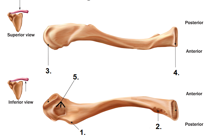 <p>This is a _____(right/left) clavical.</p>