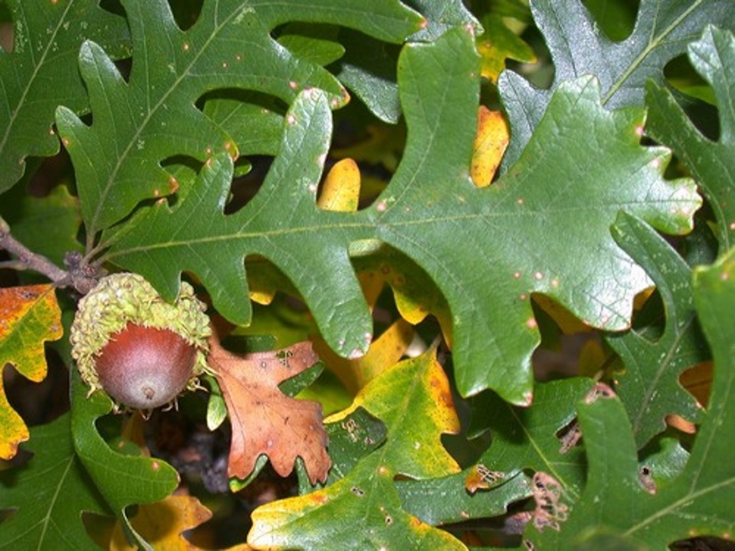 <p>round nobes, deep leaf sinuses, big spiky nut capsule</p>