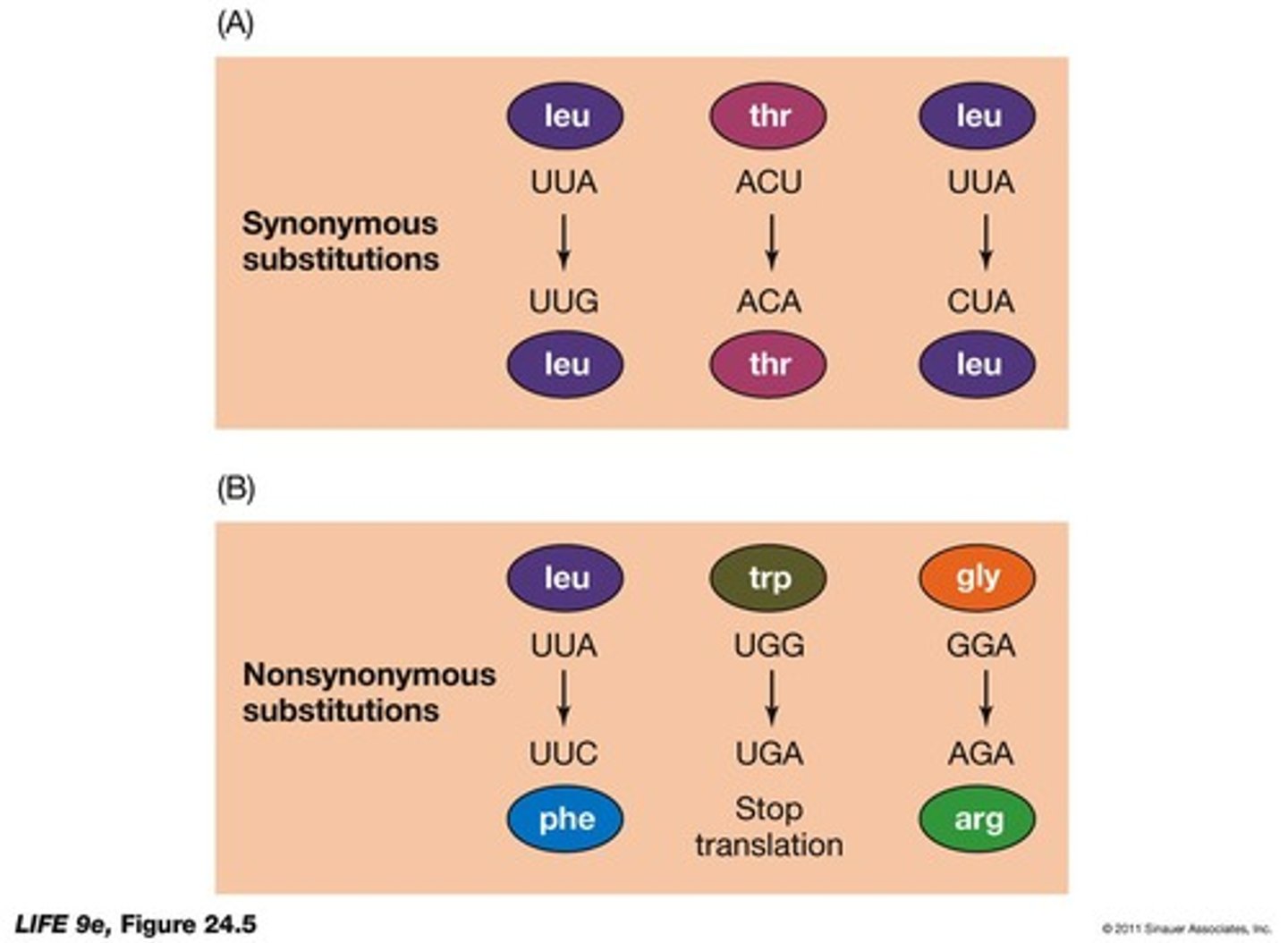 <p>A substitution that causes a change in the specified amino acid, often harmful but occasionally beneficial.</p>