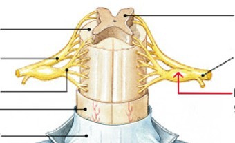 <p>What part of the dorsal root:</p><ul><li><p>Contain cell bodies of sensory neurons</p></li></ul><p></p>