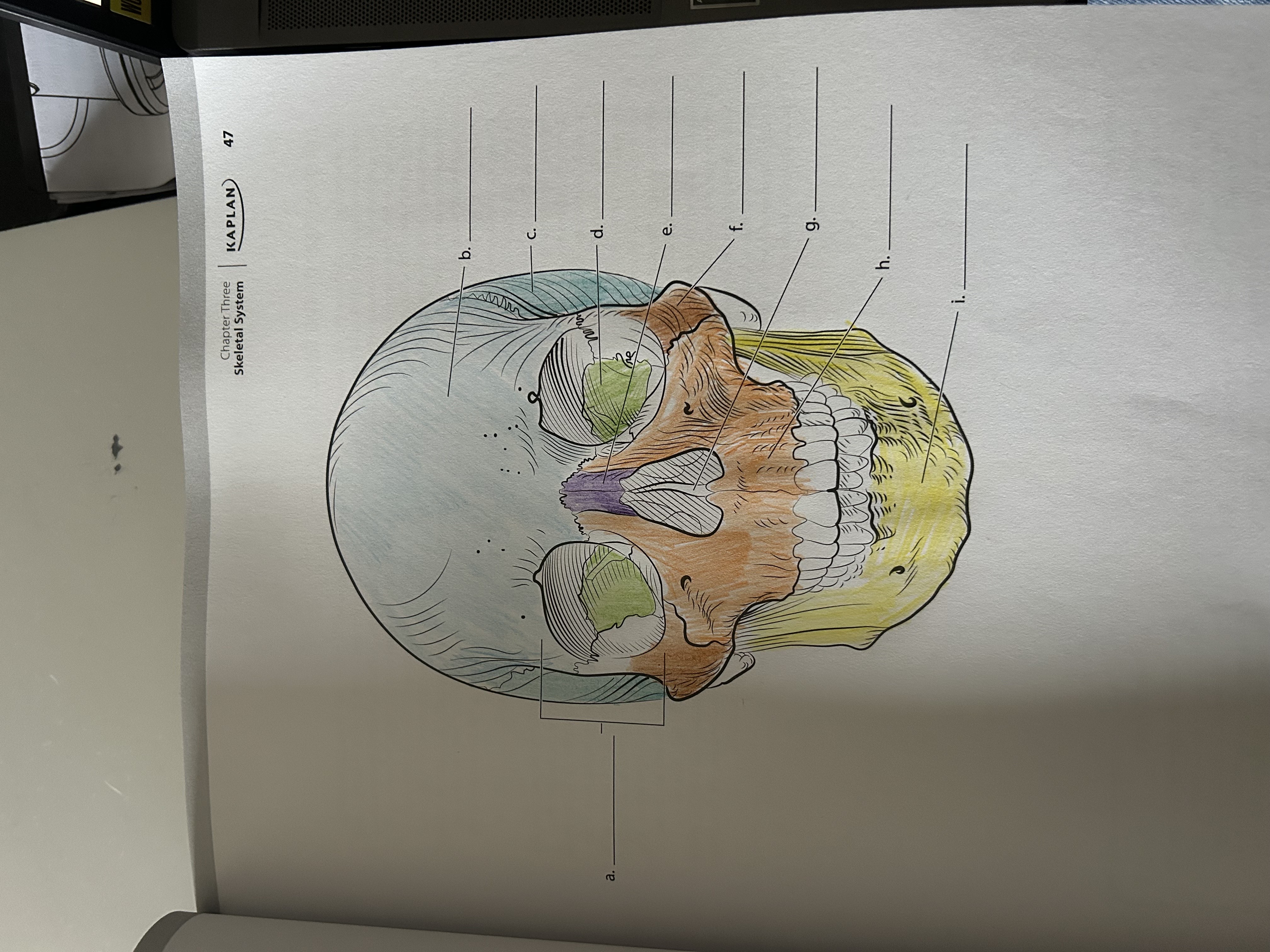 <p>Where is the frontal bone?</p>