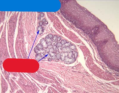 <p>Organ?</p><p>Structure in submucosa?</p>