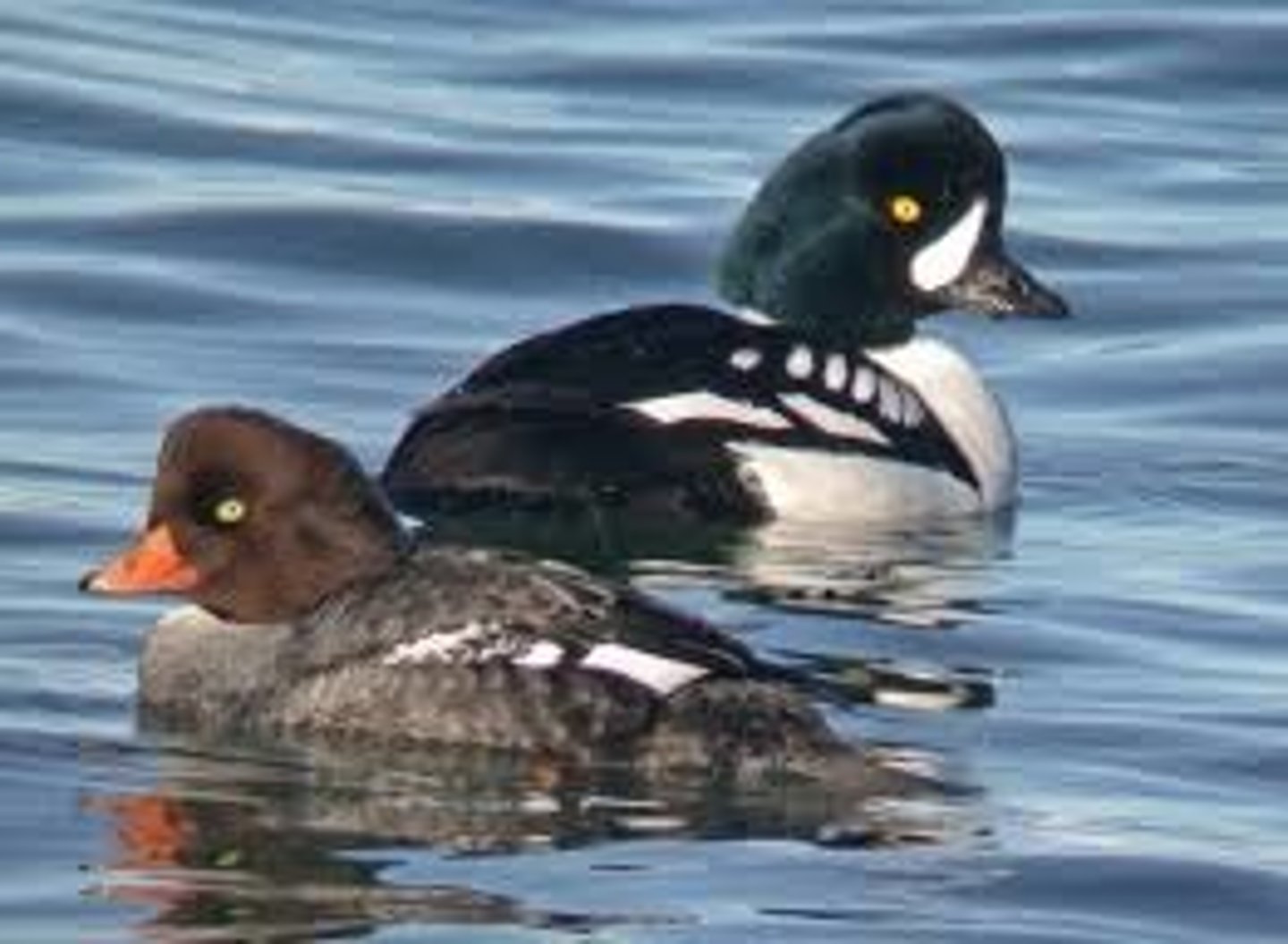 <p>Individuals that are members of the same species. (Only one specific species) </p>