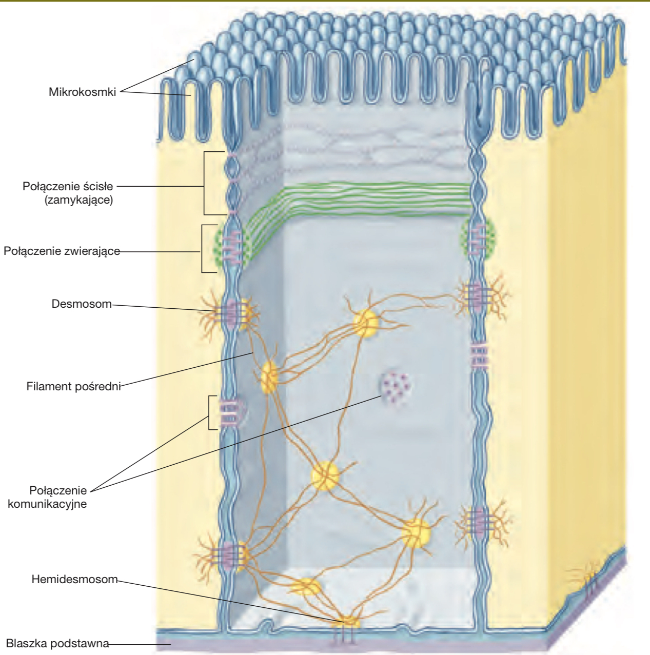 <ol><li><p>mikrokosmki</p></li><li><p>połączenia ścisłe (zamykające)</p></li><li><p>połączenia zwierające</p></li><li><p>desmosom</p></li><li><p>połączenia komunikacyjne</p></li><li><p>hemidesmosom</p></li></ol><p></p>