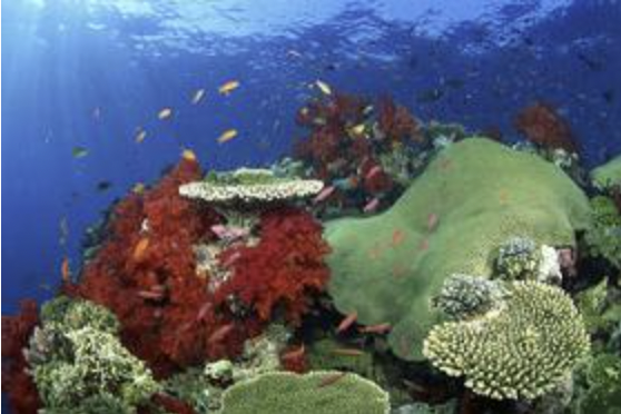 <p>A marine ecosystem is shown below.</p><p></p><p>(photo)</p><p></p><p>Which of the following lists includes only biotic factors that could be found in this ecosystem?</p>