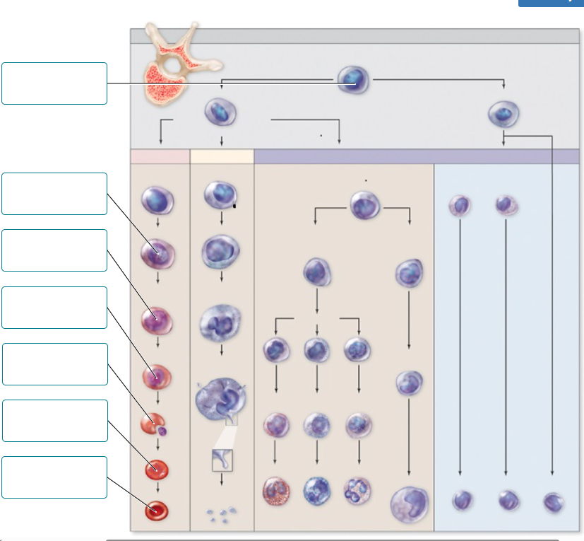 <p>Place the labels on the figure to designate the correct developmental sequence of erythrocytes.</p><p><br></p>