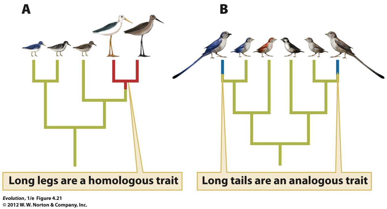<p>structures that have same evolutionary origin, even if they have a different function <strong>(same origin but not always same function)</strong></p>