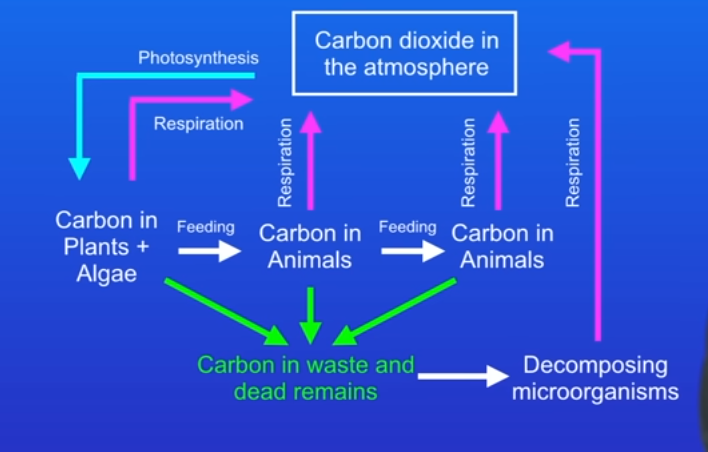 <p>Plants and algae can be eaten by animals, and these animals can be eaten by other animals. The carbon that was part of the plants becomes part of the carbs, fats and proteins in the cells of animals. Animals respire, so some of that carbon is also released back into atmosphere as carbon dioxide.</p><p></p>