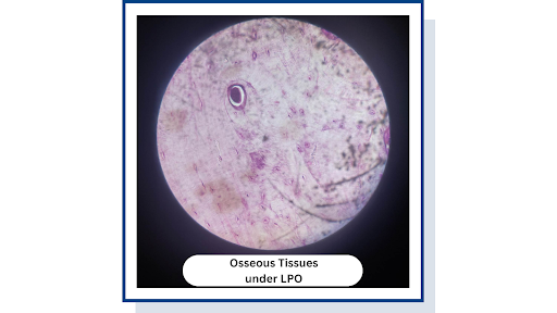 <p>Osseous Tissues Found in Human Bone</p>