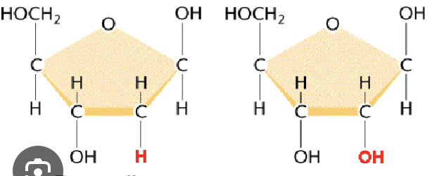 <p>Identify the ribose vs deoxyribose:</p><p></p>