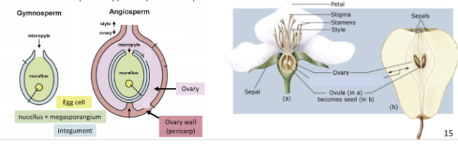 <ul><li><p>after fertilization, ovary tissue ripens and becomes the fruit</p></li><li><p>that tissue has diversified into different forms and functions</p></li><li><p>functions: protect developed seed, seed dispersal</p></li></ul><p></p>