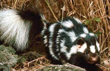 <p>Western spotted skunk<span><em><span>&nbsp;</span></em></span></p>