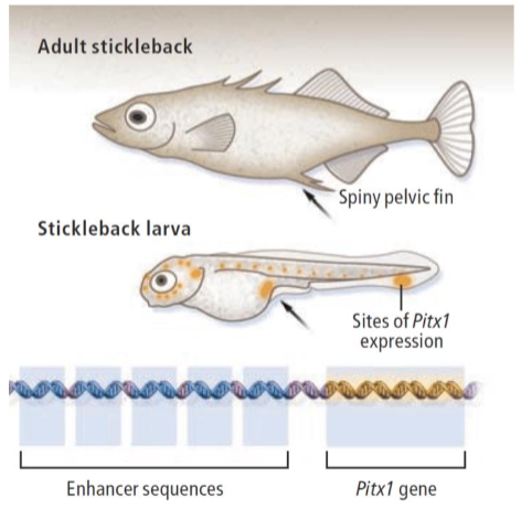 <p>high expression of <em>Pitx1 </em>gene in pelvis leads to evolution of pelvic spines.</p>