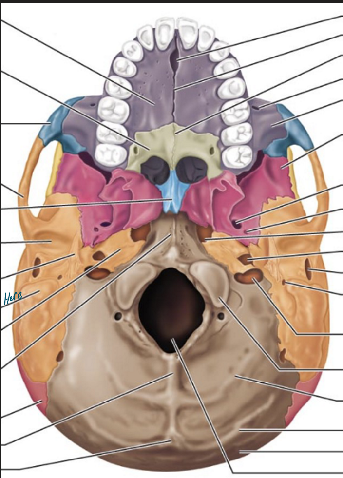 knowt flashcard image