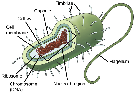 <p>No nucleus. Unicellular bacteria. Contains ribosomes, cytosol, cell wall</p>