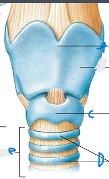 <p>tracheal cartilage (D)</p>
