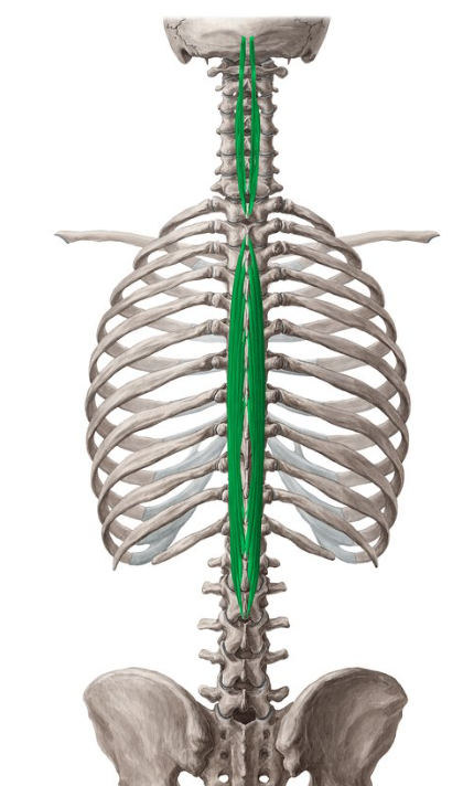 <p>Erector spinae (Spinalis) insertion</p>