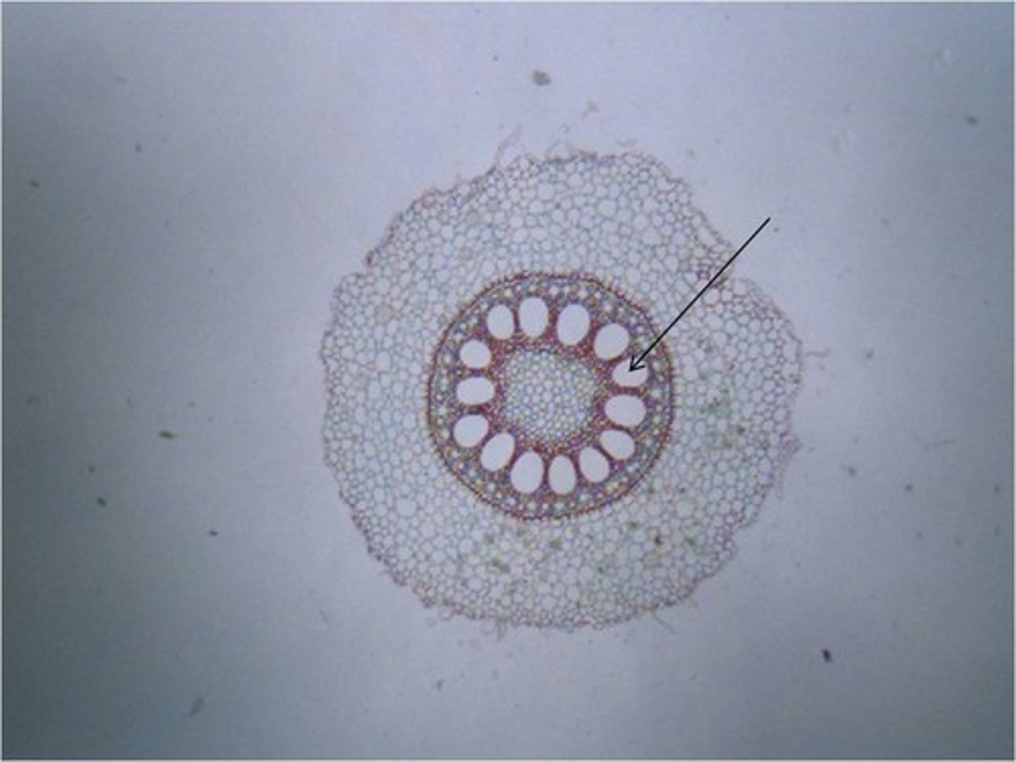 <p>Continuous tube system that moves water and nutrients from the roots to the leaves.</p>
