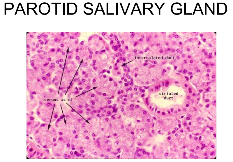 <p>Describe the Parotid gland. Where is it located? What does it secrete? </p>