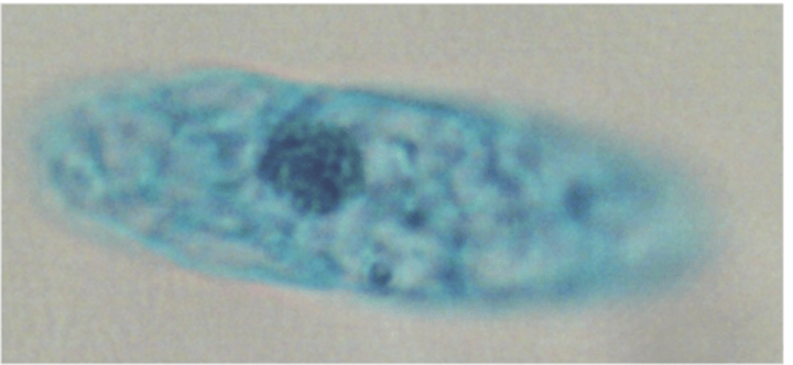 <p>What class does Euglena sp. belong to?</p>