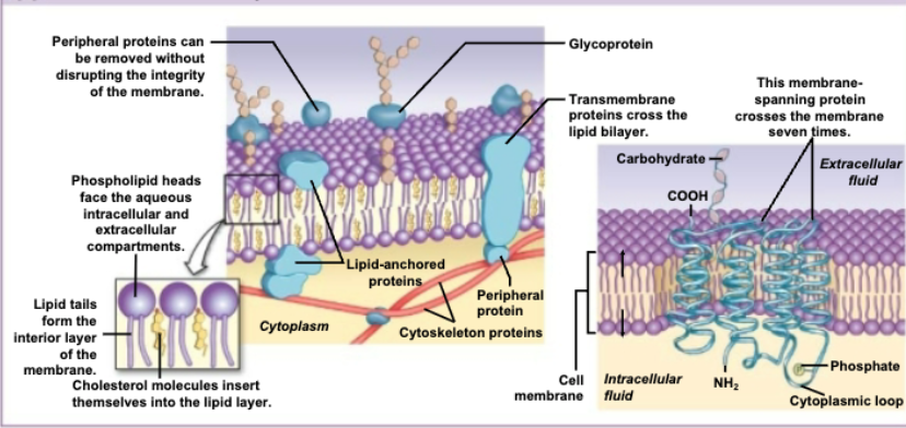 <p><span><span>describes the plasma membrane as a highly flexible, two-dimensional liquid (fluid) composed of a phospholipid bilayer with embedded proteins, cholesterol, and carbohydrates arranged in a constantly shifting pattern (mosaic)</span></span></p>