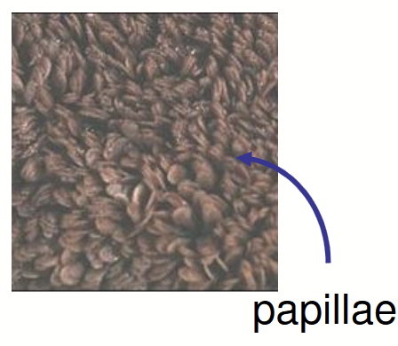 <ul><li><p>Attached to the <strong>reticulum</strong>; the largest section of the stomach.</p></li><li><p>Rich in <strong>bacteria </strong>(fermentation vat).</p></li><li><p><strong>Papillae </strong>→ increase surface area for absorption (like microvilli in human intestine).</p></li><li><p>Food is mixed and partially broken down and stored temporarily.</p></li><li><p><strong>60-80%</strong> of total energy produced here as <strong>SCFA</strong>.</p></li></ul><p></p>