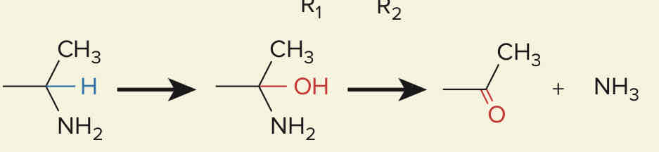 <p>Fármacos que sufren <strong>reacciones de oxidación: Deaminación </strong>en su metabolismo:</p>