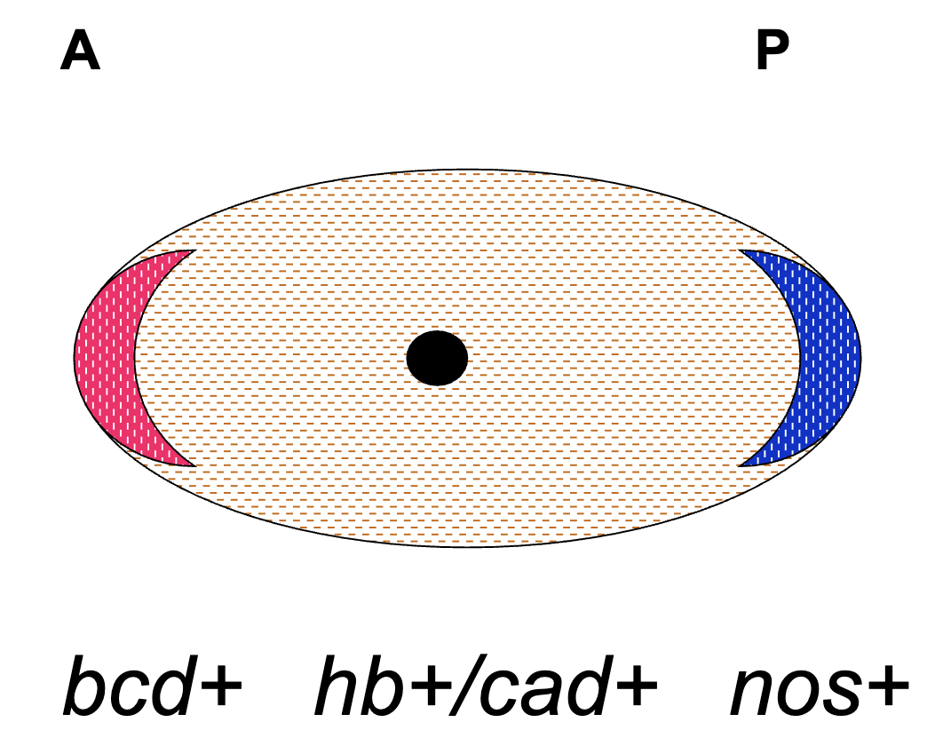 <ul><li><p><em>bcd+</em> mRNA anchored to anterior end</p></li><li><p><em>nos+</em> mRNA anchored to posterior end </p></li><li><p><em>hb+</em> and <em>cas</em>+ mRNA present throughout</p></li></ul><p></p>