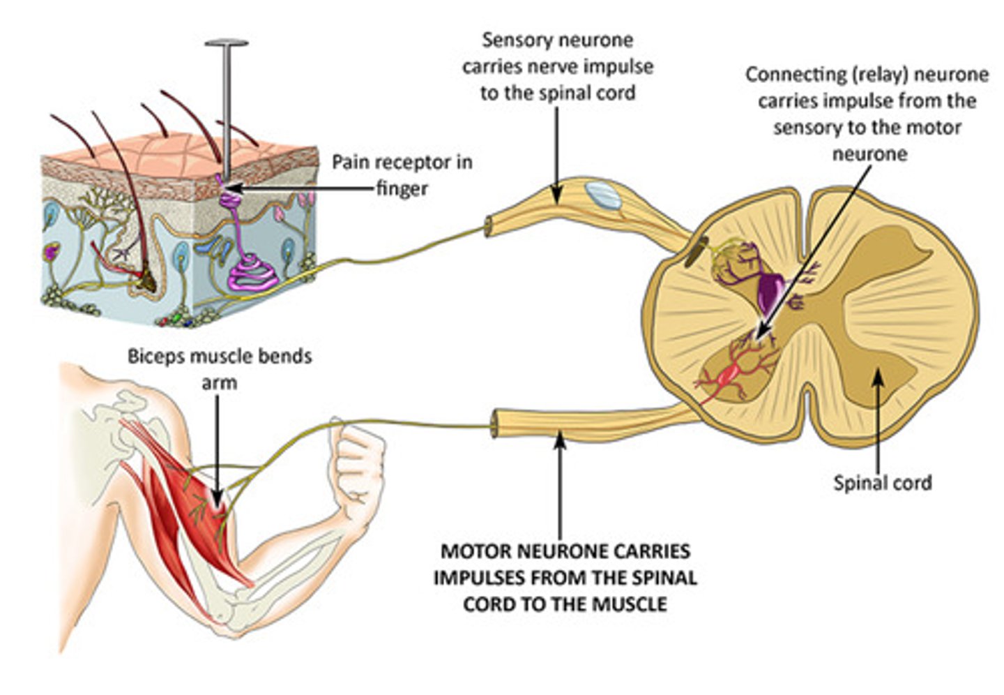<p>[exit] communication sent from brain to the body; stimulates muscles. Large and have long axons. Smooth muscle and skeletal</p>