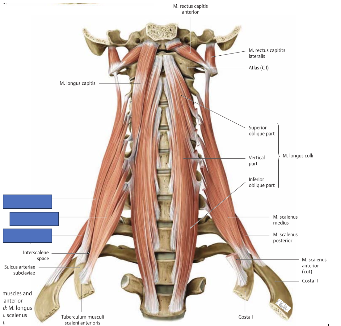 <p>m. scalenus medius, anterior et posterior → tõstab roideid (sissehingamine) ja painutab kaela</p>