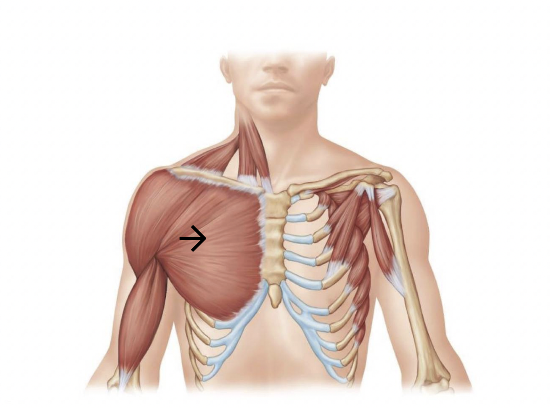 <p>ID muscle</p>