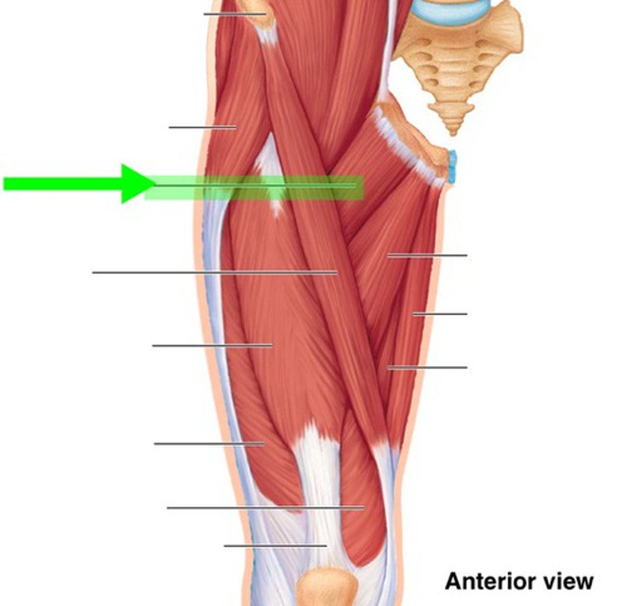 <p>What muscle is this?</p>