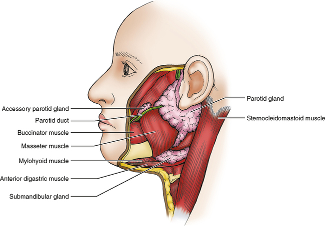<p>Parotid glands are grape-like clusters of cells that secretes into tubes leading to the oral cavity. Largest salivary gland of the 3. </p><p>Location:</p><ul><li><p>the surface of the masseter muscle, behind the ramus of the mandible. </p></li></ul><p>Secretion:</p><ul><li><p>thin, watery serous fluid </p></li><li><p>produces 25% of total resting salivary volume </p></li></ul><p></p>