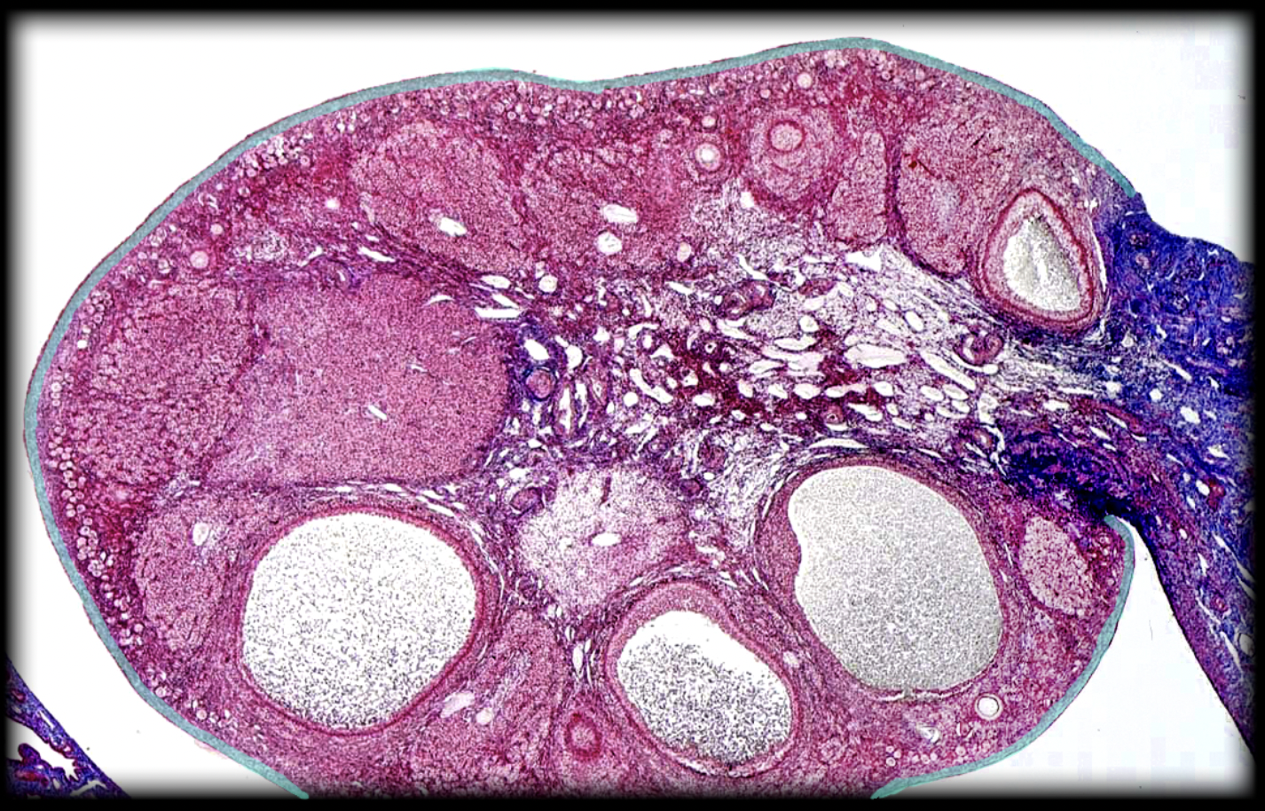 <p>What structure is shown?</p>