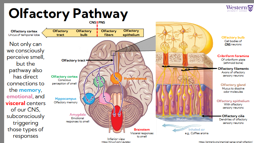 <ul><li><p><span style="background-color: transparent;"><span>Nose: in order top down</span></span></p><ul><li><p><span style="background-color: transparent;"><span>Olfactory epithelium: with olfactory sensory neurons</span></span></p></li><li><p><span style="background-color: transparent;"><span>Olfactory gland: mucus to dissolve odor molecules</span></span></p></li><li><p><span style="background-color: transparent;"><span>Olfactory cilia: dendrites of olfactory sensory neurons</span></span></p></li><li><p><span style="background-color: transparent;"><span>Olfactory filaments: axons of olfactory sensory neurones- toward brain (true olfactory nerves)</span></span></p></li><li><p><span style="background-color: transparent;"><span>Cribriform foramina: of cribriform plate (ethmoid bone) - separates PNS from CNS</span></span></p></li><li><p><span style="background-color: transparent;"><span>Olfactory bulb: synapse with cell bodies of CNS neurons</span></span></p></li></ul></li></ul><p></p>