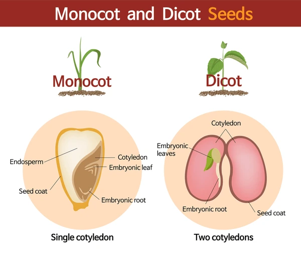 <p><span style="color: rgb(255, 254, 254);">Dicot and Monocot</span><span style="color: rgb(255, 254, 254);"><br></span><span style="color: rgb(255, 254, 254);">Seedlings</span></p>