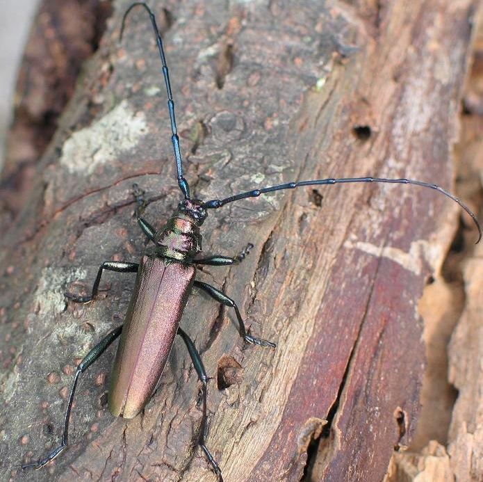 <p>Longhorn beetles</p><p>antennae as long as or longer than body (in most species…)</p><p>3rd tarsomere heart-shaped</p><p>elongated body</p><p>e.g. <em>Aromia moschata</em></p>