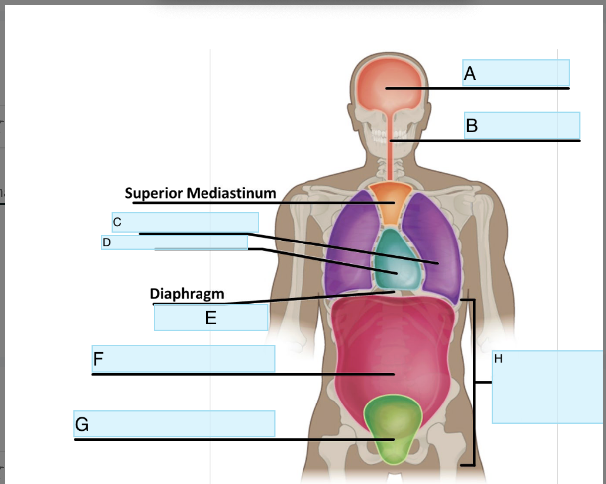 <p>What Cavity is B</p>