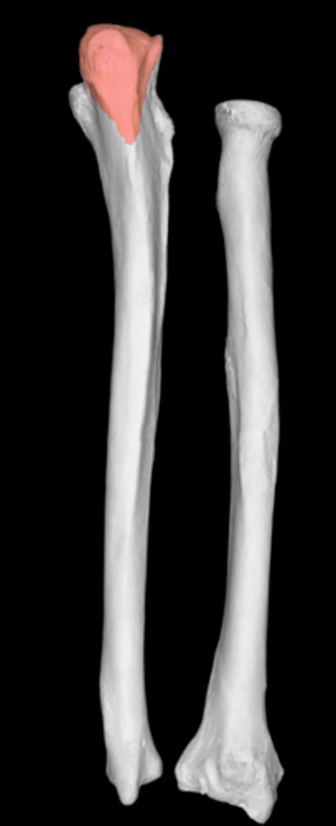 <p>proximal end of ulna</p><p>fits into olecranon fossa</p><p>trochlear notch = C shaped depression interlocking with trochlea</p>