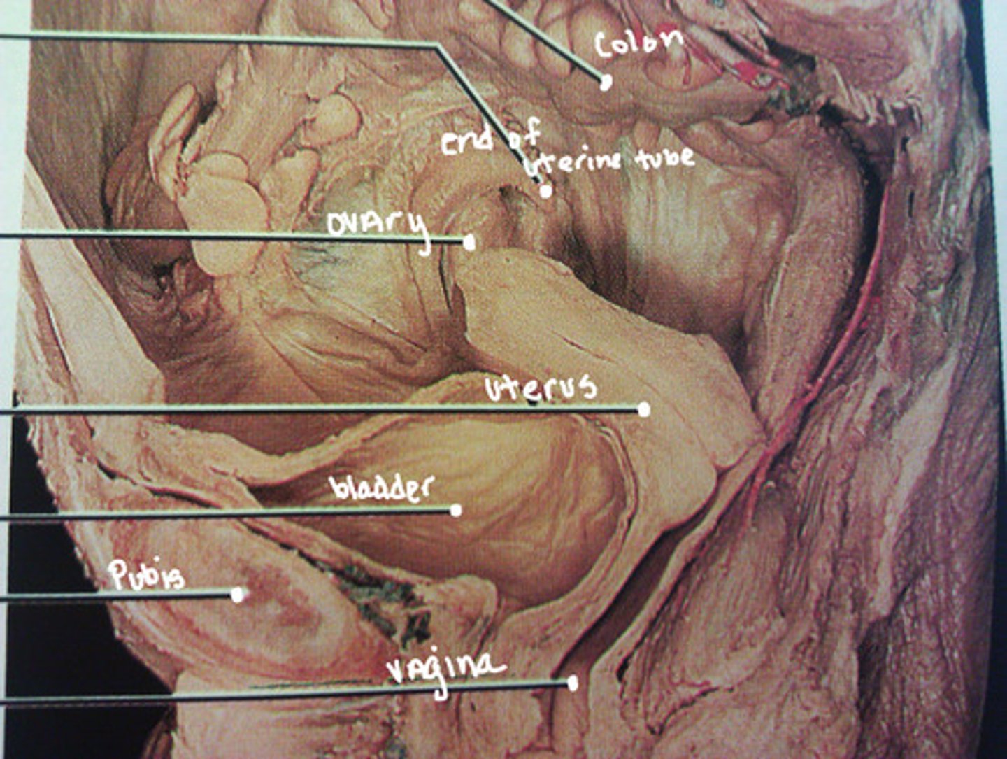 <p>support bladder, rectum, anal canal and reproductive organs</p><p>anchors root of external genitalia</p>