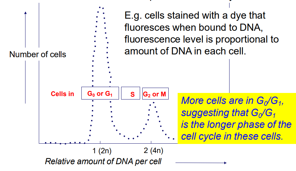 <p>2n -> 4n -> 2n (n = haploid)</p><p>- Analysis of DNA content by flow cytometry allows a "snapshot" of the number of cells in each phase of the</p><p>cell cycle</p><p>.</p><p>e.g cells stained with a dye, fluorescence level is proportional to amount of DNA in each cell</p><p>- more cells are in Go/G1, suggesting that G0/G1 is the longer phase of the cell cycle in these cells</p>